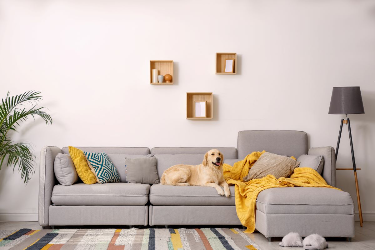 pet dander