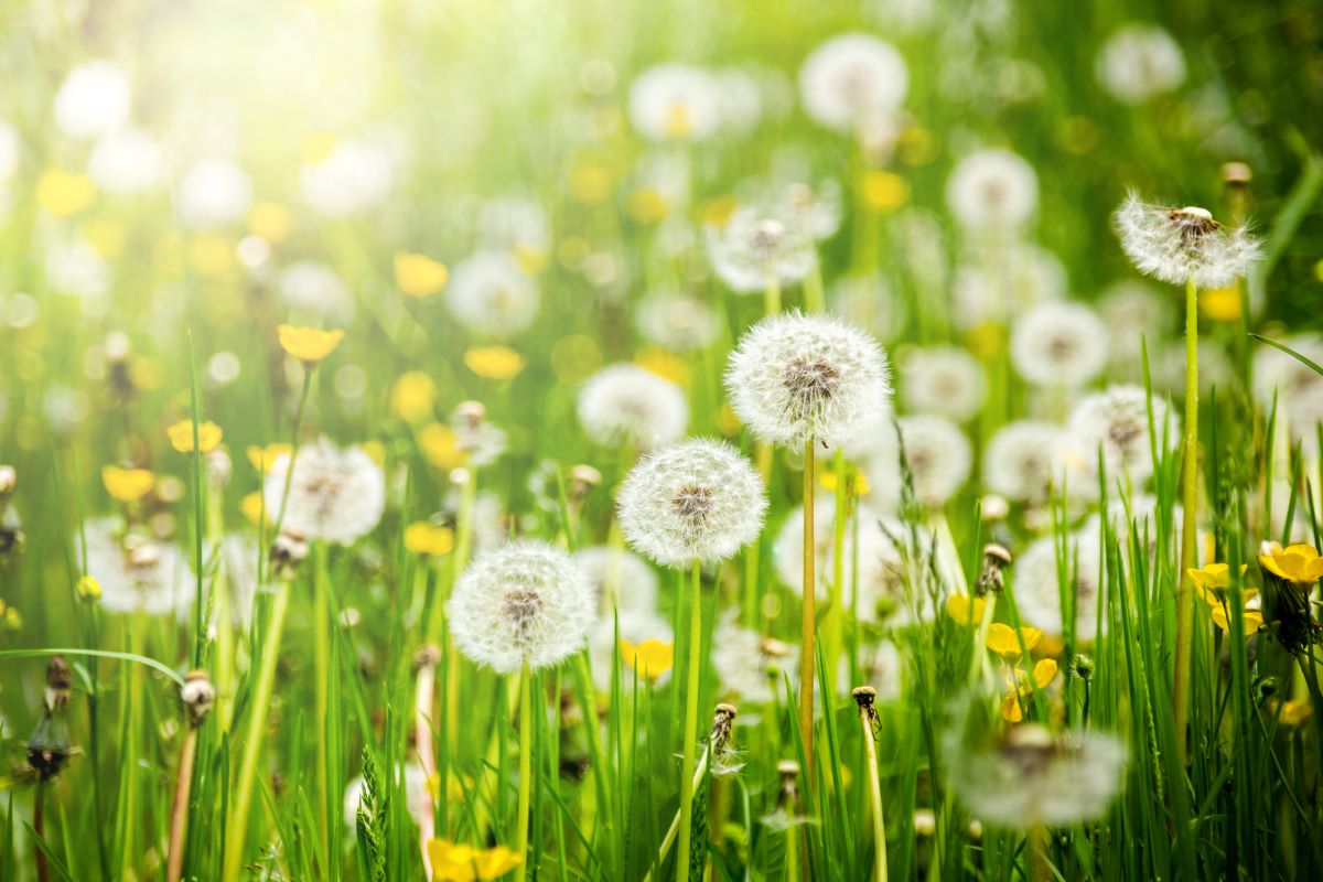 pollen